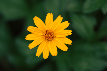 yellow flower in the morning