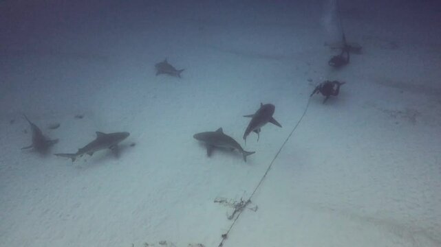 buzos buceando con tiburones toros (carcharinus leucas)