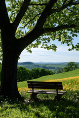Naklejka premium Serene Bench Underneath a Tree, Overlooking a Picturesque Landscape