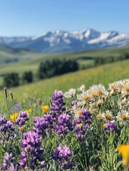 Obraz premium A close-up of bright wildflowers in the foreground with snow-capped mountains and rolling green hills in the background.