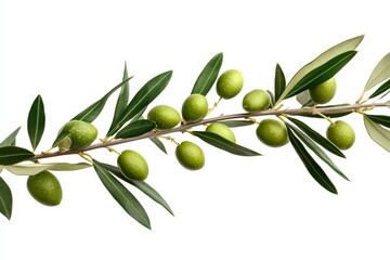 Close-up of an olive branch with lush green olives against a white backdrop.