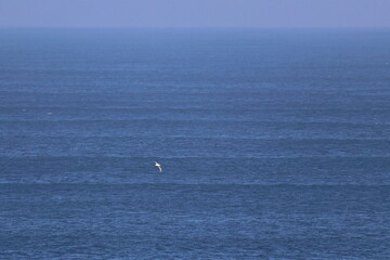 Obraz premium southern right whale