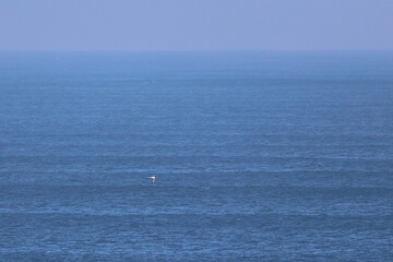 Obraz premium southern right whale