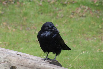 raven on the ground