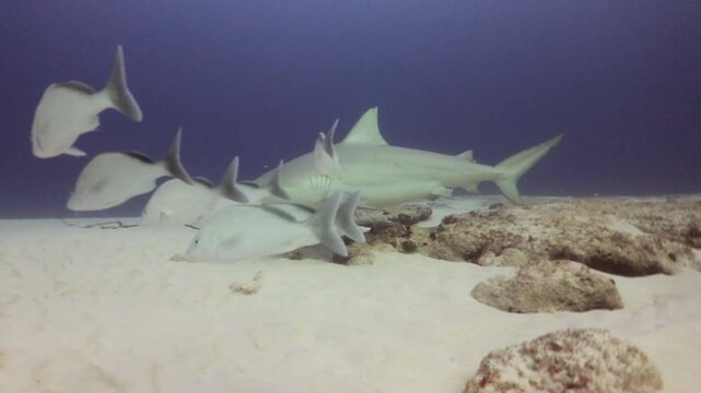 una hembra de tiburon toro (carcharinus leucas) pre&ntilde;ada nadando suavemente entre peces