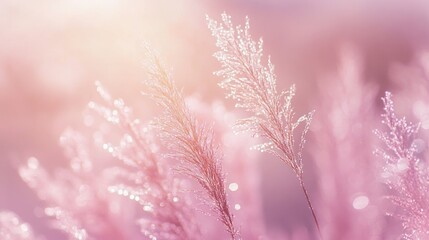 Pink sunrise meadow grass bokeh background