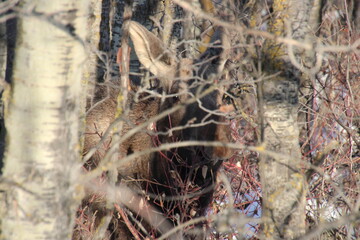Moose In The Woods