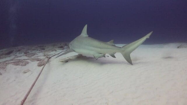 una hembra de tibur&oacute;n toro (carcharinus leucas) pre&ntilde;ada