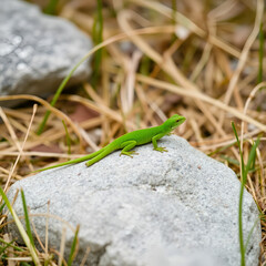 lizard on the stone