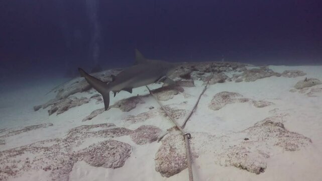 Una hembra de tibur&oacute;n toro (carcharinus leucas) embarazada con buzos nadando al fondo