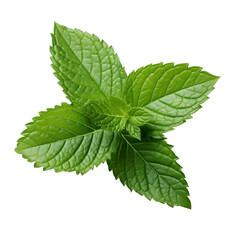 Mint Leaf