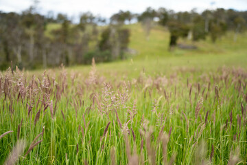agriculture crops, pasture and grasses growing in sustainable food production on a regenerative farm. native plants storing carbon at dusk.   australian farming landscape in spring
