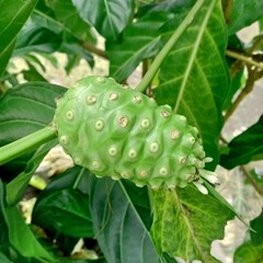 close up of noni fruit