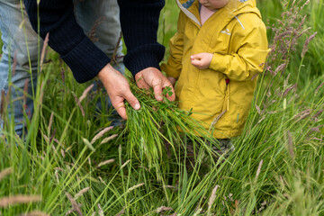 regenerative organic farmer, taking soil samples and looking at plant growth in a farm. practicing sustainable agriculture