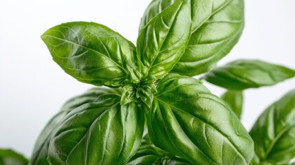Obraz premium Close-up of fresh green basil leaves against a white background.