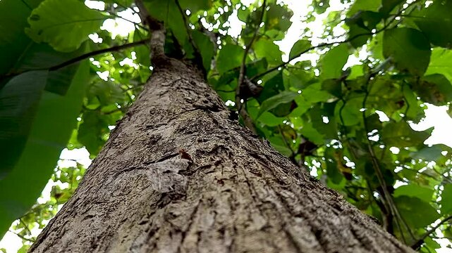 Teak or Tectona Grandis, is a type of tree that produces high-grade wood. Low-angle shots