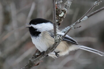black capped chickadee © Michael Mamoon