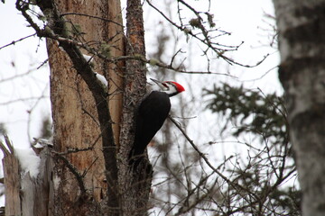 woodpecker on tree