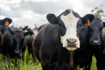 beautiful cattle in Australia  eating grass, grazing on pasture. Herd of cows free range beef being regenerative raised on an agricultural farm. Sustainable farming
