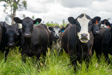 Stud beef cows in a field on a farm in England. English cattle in a meadow grazing on pasture in springtime. Green grass growing in a paddock on a sustainable agricultural ranch business.