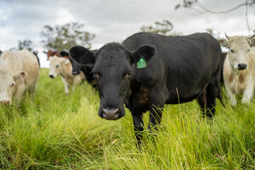 beautiful cattle in Australia  eating grass, grazing on pasture. Herd of cows free range beef being regenerative raised on an agricultural farm. Sustainable farming