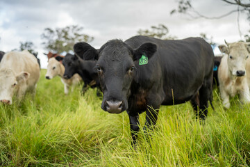 Stud beef cows in a field on a farm in England. English cattle in a meadow grazing on pasture in springtime. Green grass growing in a paddock on a sustainable agricultural ranch business.