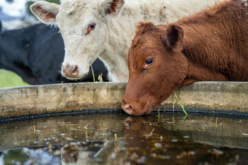 beautiful cattle in Australia  eating grass, grazing on pasture. Herd of cows free range beef being regenerative raised on an agricultural farm. Sustainable farming
