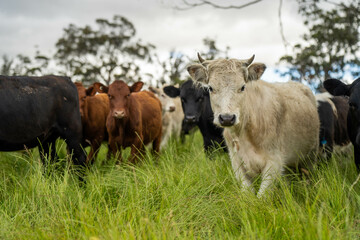 beautiful cattle in Australia  eating grass, grazing on pasture. Herd of cows free range beef being regenerative raised on an agricultural farm. Sustainable farming
