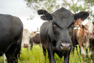beautiful cattle in Australia  eating grass, grazing on pasture. Herd of cows free range beef being regenerative raised on an agricultural farm. Sustainable farming
