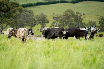 Stud beef cows in a field on a farm in England. English cattle in a meadow grazing on pasture in springtime. Green grass growing in a paddock on a sustainable agricultural ranch business.