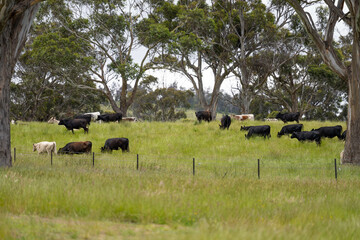 beautiful cattle in Australia  eating grass, grazing on pasture. Herd of cows free range beef being regenerative raised on an agricultural farm. Sustainable farming