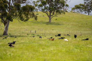 beautiful cattle in Australia  eating grass, grazing on pasture. Herd of cows free range beef being regenerative raised on an agricultural farm. Sustainable farming