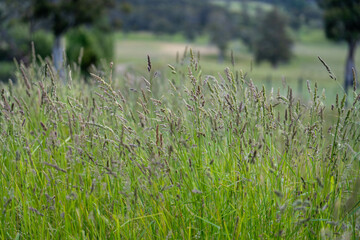 agriculture crops, pasture and grasses growing in sustainable food production on a regenerative farm. native plants storing carbon at dusk.   australian farming landscape in spring