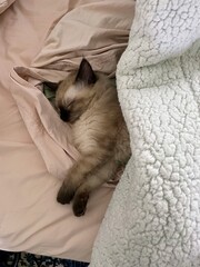 Cozy sleeping kitten