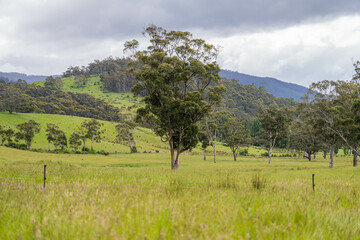agriculture crops, pasture and grasses growing in sustainable food production on a regenerative...