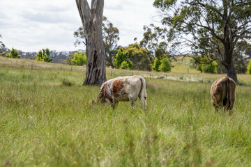 Stud beef cows in a field on a farm in England. English cattle in a meadow grazing on pasture in springtime. Green grass growing in a paddock on a sustainable agricultural ranch business.