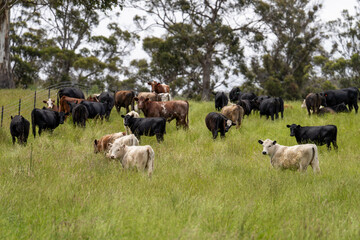 beautiful cattle in Australia  eating grass, grazing on pasture. Herd of cows free range beef being regenerative raised on an agricultural farm. Sustainable farming