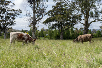 beautiful cattle in Australia  eating grass, grazing on pasture. Herd of cows free range beef being regenerative raised on an agricultural farm. Sustainable farming