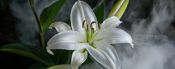 Obraz premium Elegant White Lily Surrounded by Ethereal Mist for Tranquil Nature Photography.