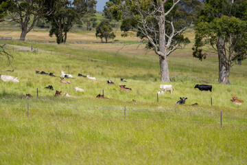 beautiful cattle in Australia  eating grass, grazing on pasture. Herd of cows free range beef being regenerative raised on an agricultural farm. Sustainable farming