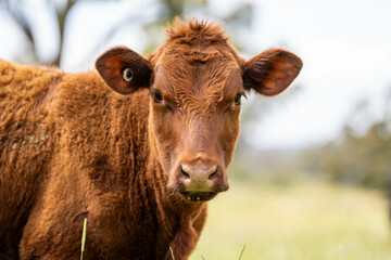 Stud beef cows in a field on a farm in England. English cattle in a meadow grazing on pasture in springtime. Green grass growing in a paddock on a sustainable agricultural ranch business.
