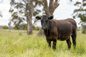 beautiful cattle in Australia  eating grass, grazing on pasture. Herd of cows free range beef being regenerative raised on an agricultural farm. Sustainable farming