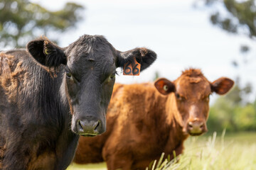 Stud beef cows in a field on a farm in England. English cattle in a meadow grazing on pasture in springtime. Green grass growing in a paddock on a sustainable agricultural ranch business.