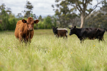 beautiful cattle in Australia  eating grass, grazing on pasture. Herd of cows free range beef being regenerative raised on an agricultural farm. Sustainable farming