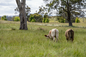 Stud beef cows in a field on a farm in England. English cattle in a meadow grazing on pasture in...