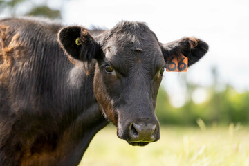 Stud beef cows in a field on a farm in England. English cattle in a meadow grazing on pasture in springtime. Green grass growing in a paddock on a sustainable agricultural ranch business.