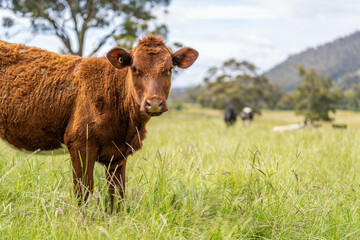 beautiful cattle in Australia  eating grass, grazing on pasture. Herd of cows free range beef being regenerative raised on an agricultural farm. Sustainable farming