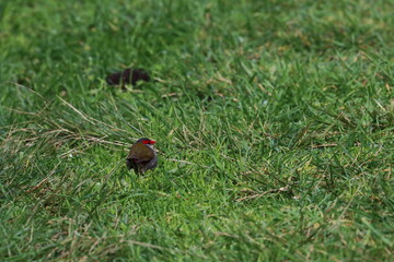 firetail