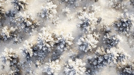 Aerial view of snow-covered trees in a winter landscape.