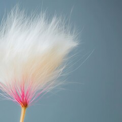 Obraz premium Delicate Soft White Cotton Flower on Gray Background for Design